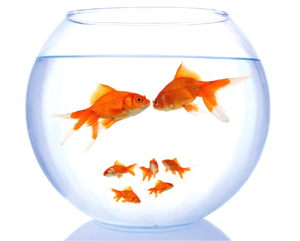 04_fische